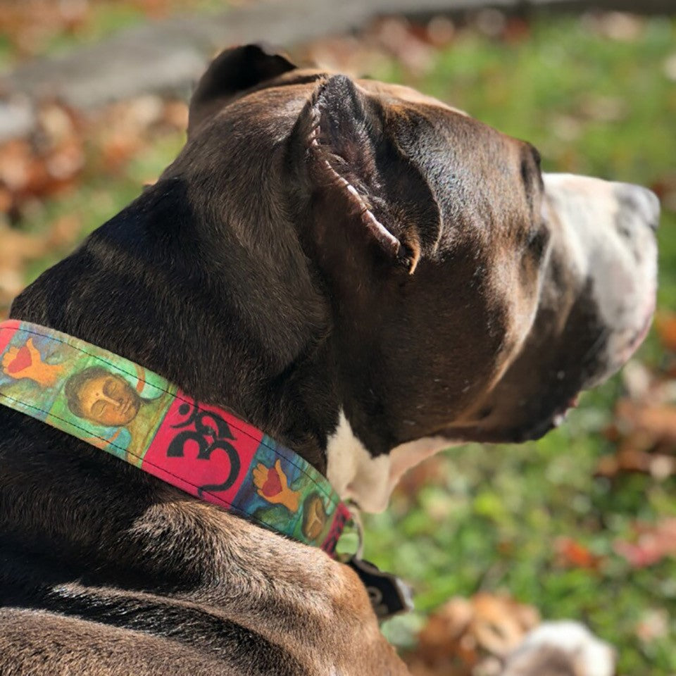 Custom Collars